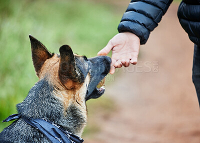 Buy stock photo Shot of an adorable german shepherd being trained by his owner in the park