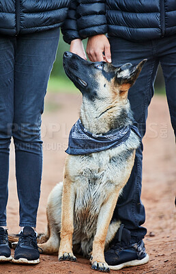 Buy stock photo German shepherd, dog and training in nature for service animal, scent tracking or listening to trainer. Outdoors, hiking trail and pet sitting for command, teaching behavior or obedience in forest