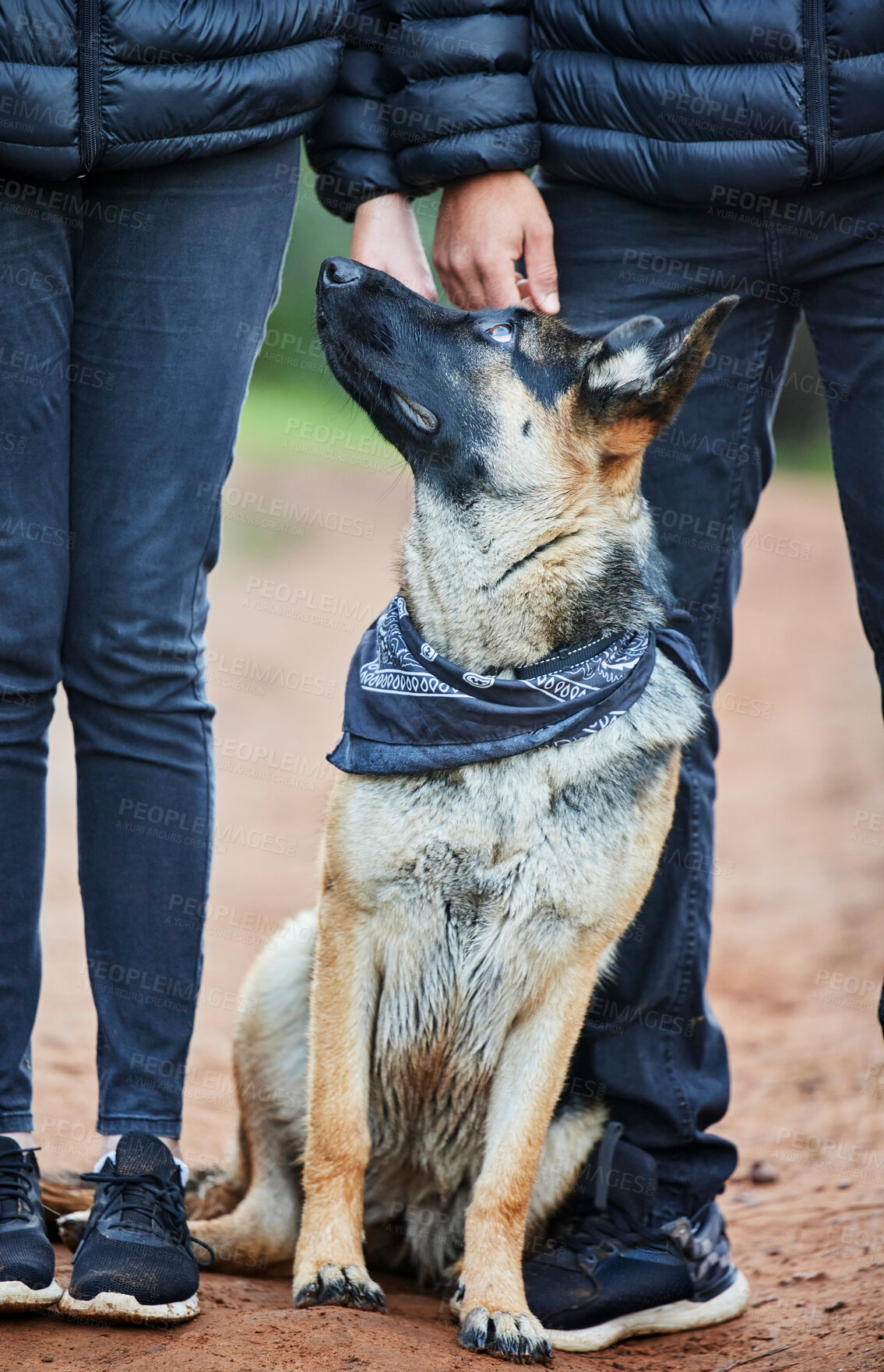 Buy stock photo German shepherd, dog and training in nature for service animal, scent tracking or listening to trainer. Outdoors, hiking trail and pet sitting for command, teaching behavior or obedience in forest