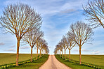 Avenue in the countryside