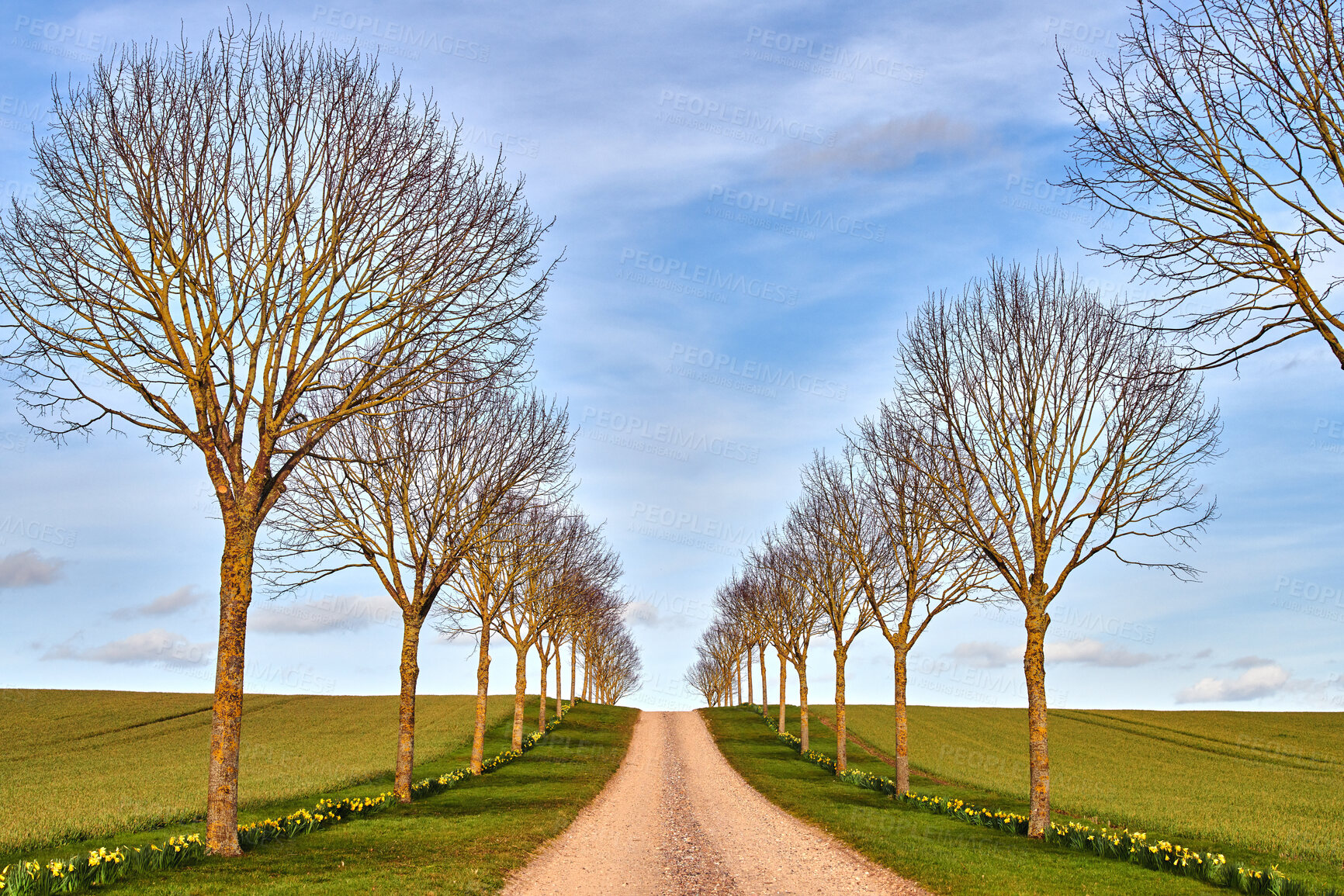 Buy stock photo Countryside dirt road between trees grass and blue sky background. Tree path on green hills in a clean nature environment. Single roadway for traveling along a beautiful scenic meadow land in Germany