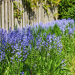 Bluebells in my garden