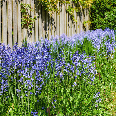 Buy stock photo Green garden with flowers growing by the wooden fence on a sunny spring day. Bright purple Bluebells plants blooming outdoors in a backyard on a summer afternoon. Bush with vibrant foliage blossoming