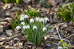 Common snowdrop - Galanthus nivalis 