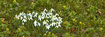 Common snowdrop - Galanthus nivalis 