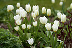 White tulips in my garden