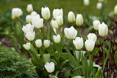 Buy stock photo Beautiful, fresh white flowers growing in a quiet, peaceful garden on a sunny day. Many Tulips blooming in nature on a serene, tranquil morning. Details and natural patterns of blooms in harmony