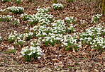 Common snowdrop - Galanthus nivalis 