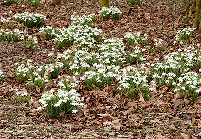 Buy stock photo Galanthus nivalis was described by the Swedish botanist Carl Linnaeus in his Species Plantarum in 1753, and given the specific epithet nivalis, meaning snowy (Galanthus means with milk-white flowers). T