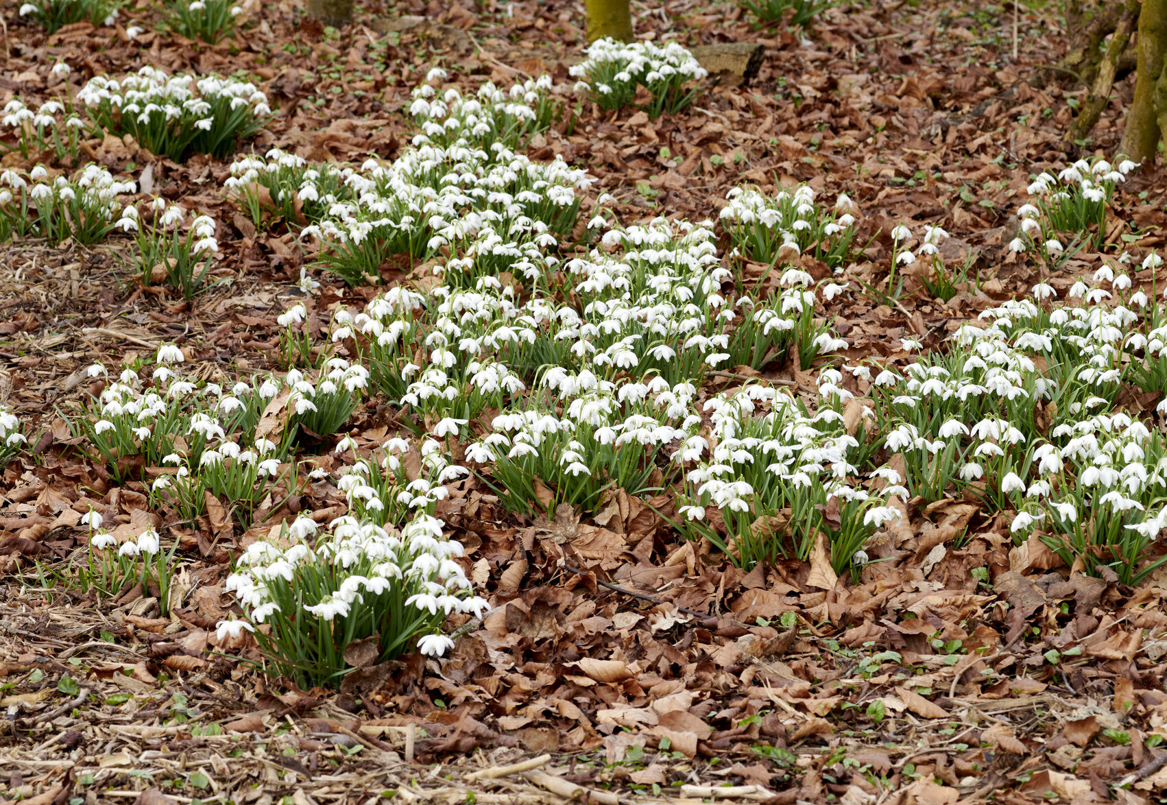 Buy stock photo Galanthus nivalis was described by the Swedish botanist Carl Linnaeus in his Species Plantarum in 1753, and given the specific epithet nivalis, meaning snowy (Galanthus means with milk-white flowers). T