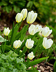 White tulips in my garden