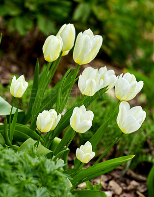 Buy stock photo Beautiful white tulips in my garden in early springtime