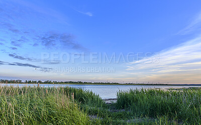 Buy stock photo Landscape wild grass near a lake with reeds growing against a blue calm, peaceful and quiet blue horizon in nature. Secluded lagoon, river or seaside in Norway used for fishing on blue sky background