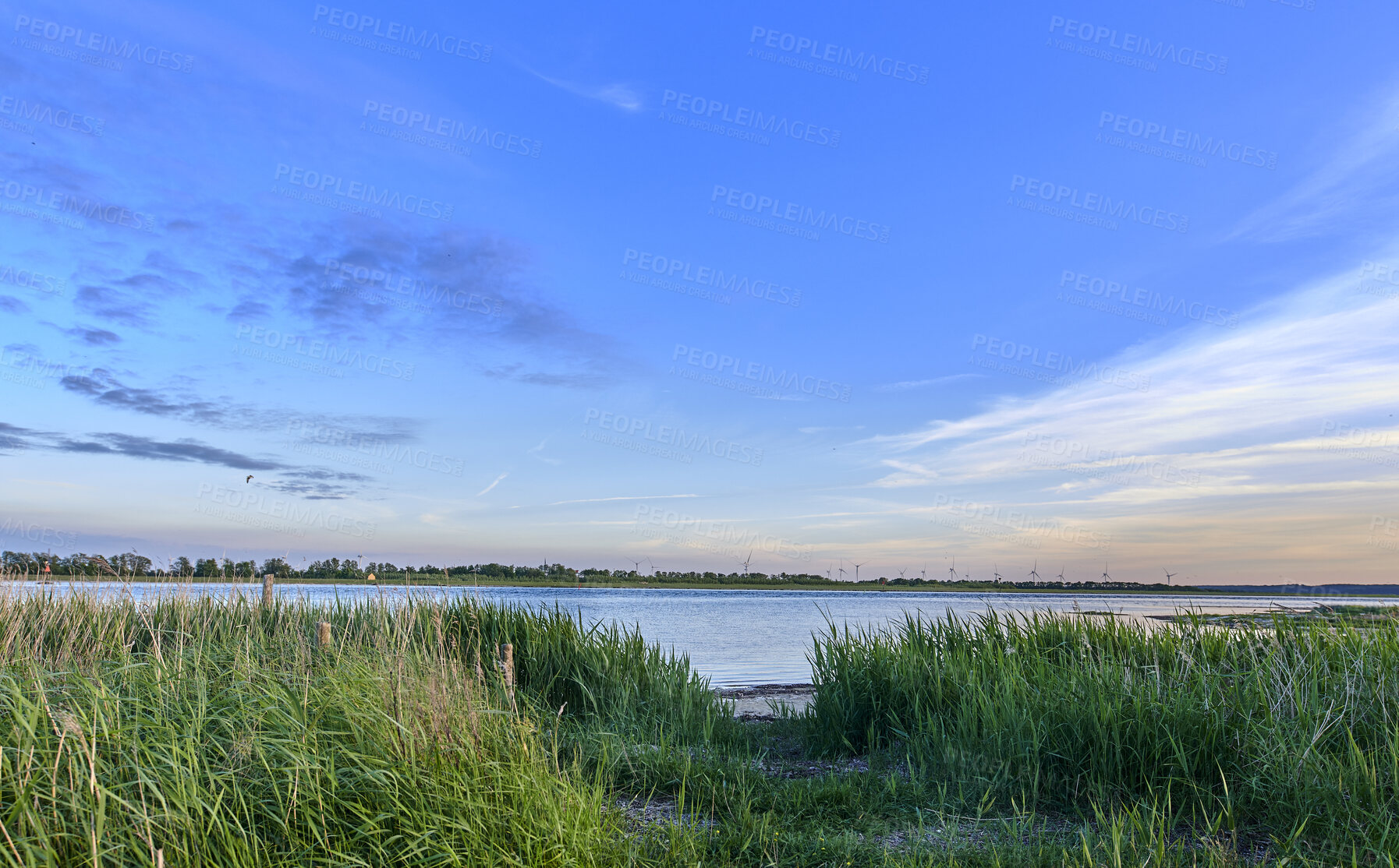 Buy stock photo Landscape wild grass near a lake with reeds growing against a blue calm, peaceful and quiet blue horizon in nature. Secluded lagoon, river or seaside in Norway used for fishing on blue sky background