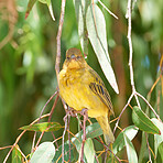 African golden weaver