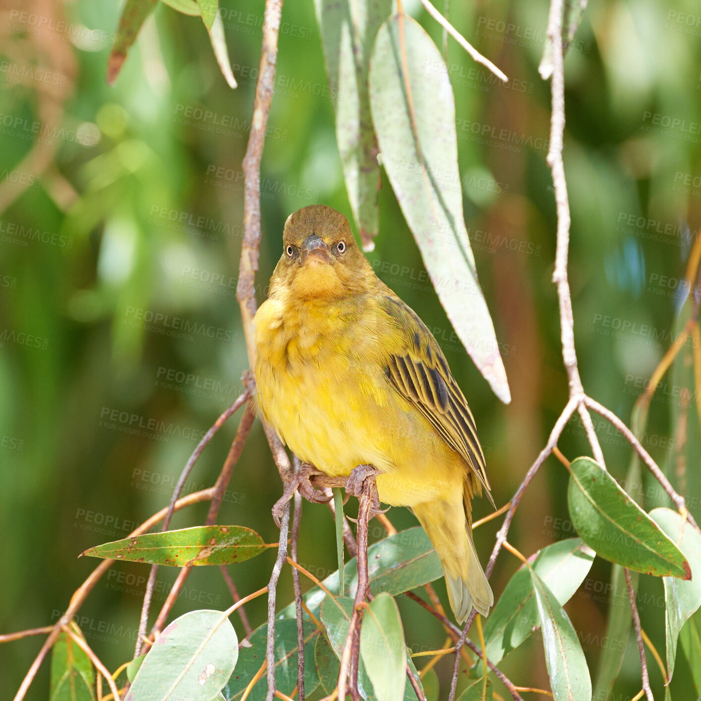 Buy stock photo African golden weaver - in latin: Ploceus Xanthops. Beautiful bird. Bird is looking into camera seriously