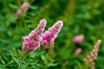 Beautiful flowers in my garden