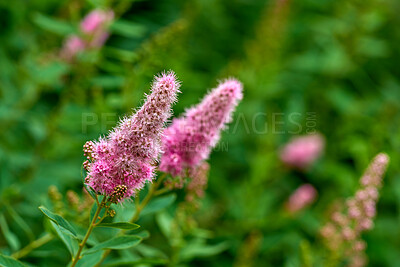 Buy stock photo A series of beautiful garden photos