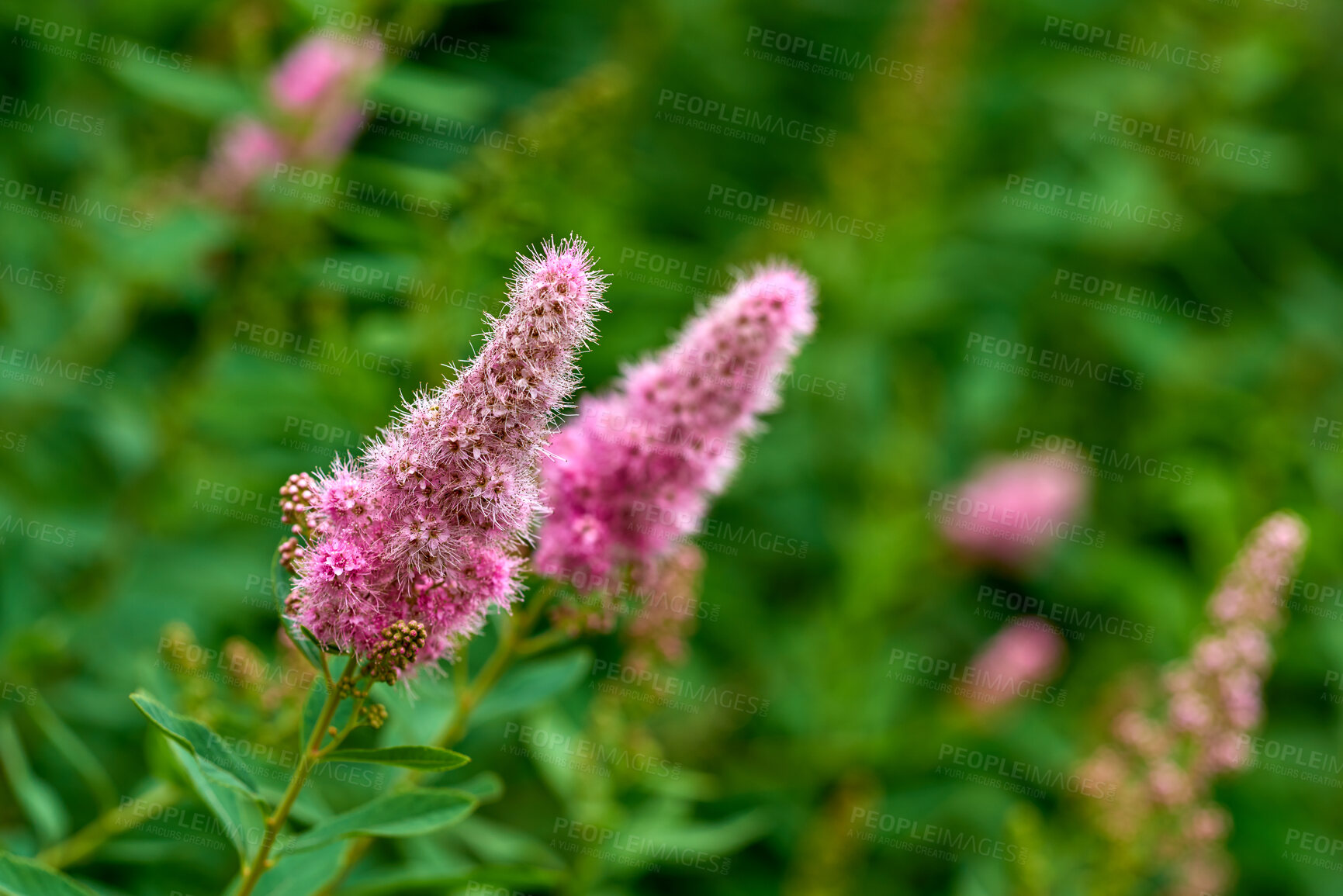 Buy stock photo A series of beautiful garden photos