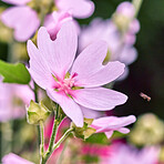 Beautiful flowers in my garden