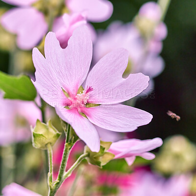 Buy stock photo A series of beautiful garden photos