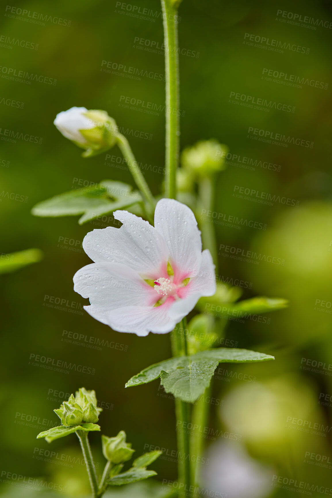 Buy stock photo Beautiful, colorful and pretty flower with white petals growing in a lush green garden on a sunny day. Natural spring beauty in nature. Closeup of Althaea officinalis or marsh mallow in the meadow