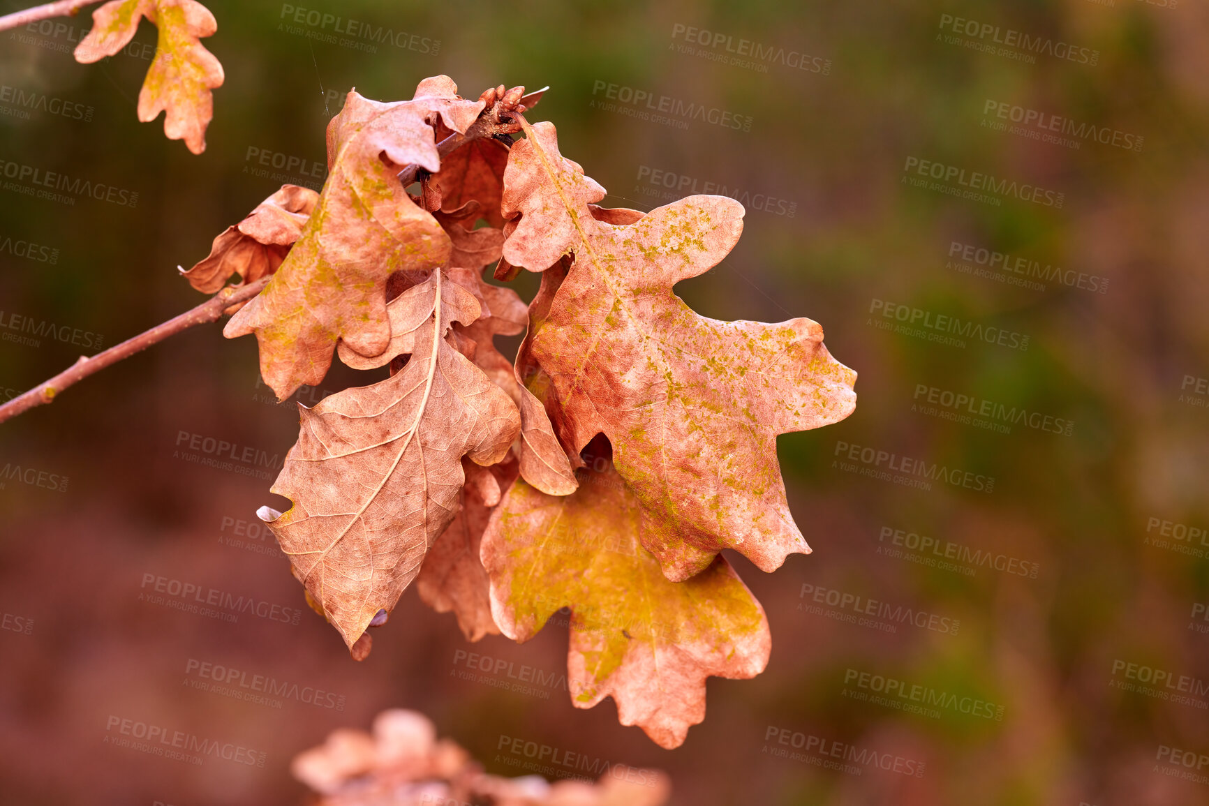 Buy stock photo Colorful brown leaf from a tree or bush growing in a garden. Closeup of quercus robur or common english oak
from the fagaceae species of plants blooming and blossoming in nature during autumn
