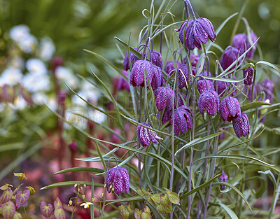 Buy stock photo Purple checkered lily flowers in a lush green garden on a sunny day outside in nature. Landscape of beautiful fritillaria meleagris with foliage and grass in an amazing botanical garden outdoors