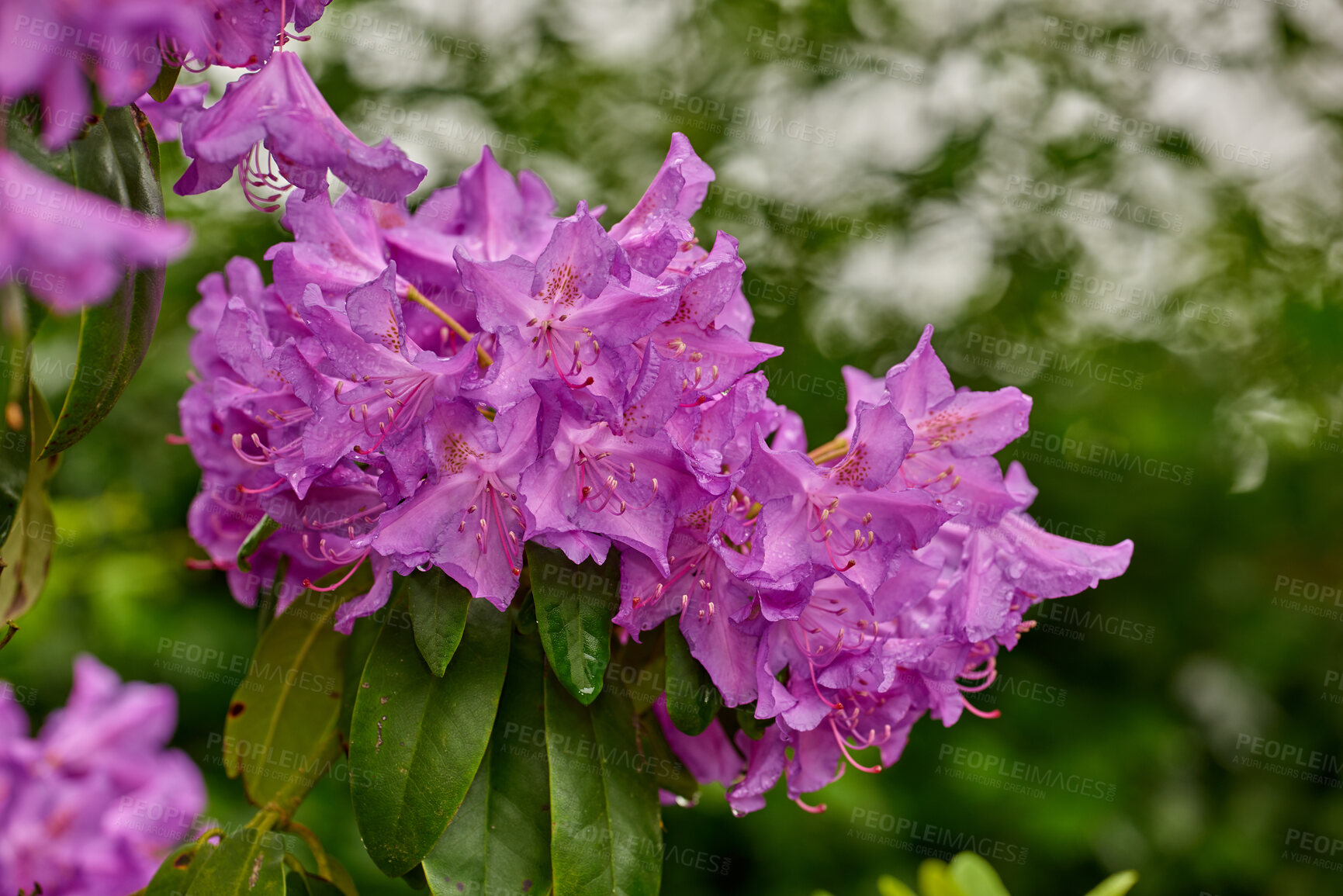 Buy stock photo A series of beautiful garden photos