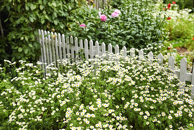 Buy stock photo Feverfew flowers growing in a green backyard garden in summer. Landscape view of pretty flowering plants beginning to bloom and blossom in a park or on a lawn in spring. Flora flourishing in nature