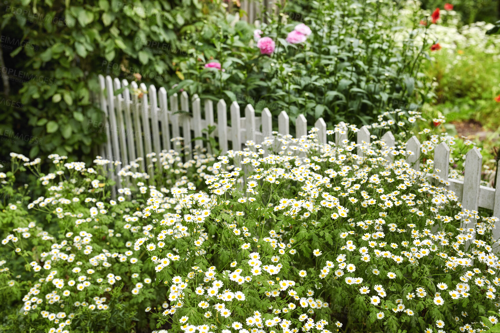 Buy stock photo Feverfew flowers growing in a green backyard garden in summer. Landscape view of pretty flowering plants beginning to bloom and blossom in a park or on a lawn in spring. Flora flourishing in nature