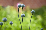 Garden flowers in summertime