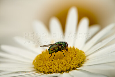 Buy stock photo Closeup detail of a green bottle fly pollinating a daisy outdoors in nature. Common blowfly feeding on the nectar of a vibrant flower in a garden with a thriving ecosystem