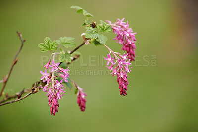 Buy stock photo A series of beautiful garden photos