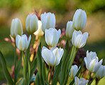 White tulips in my garden