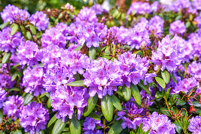 Buy stock photo A series of photos of rhododendron in garden