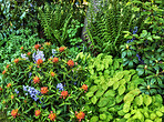 Garden flowers in summertime