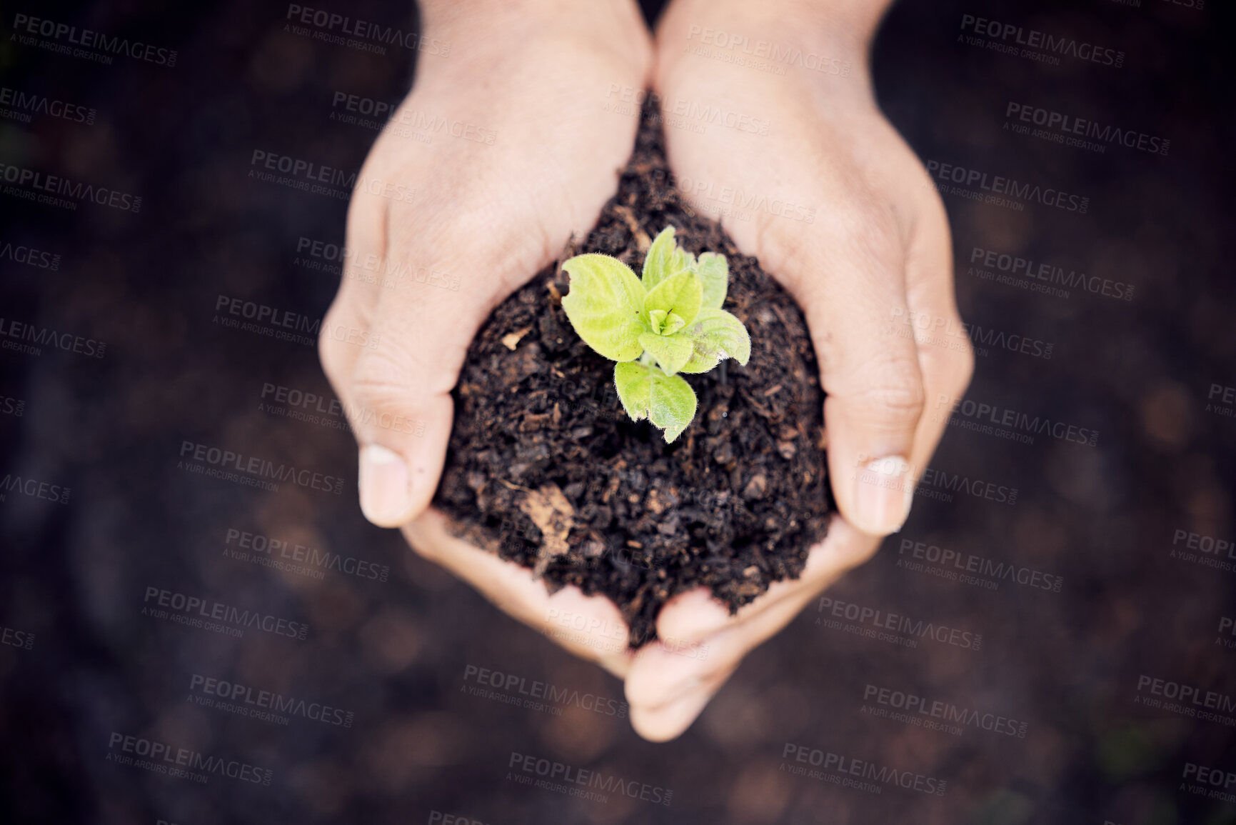 Buy stock photo Growth, hands and plant in soil for earth, environment or closeup on gardening care or working in agriculture, farming or nature. Farmer, hand and worker growing green, leaf and life in spring