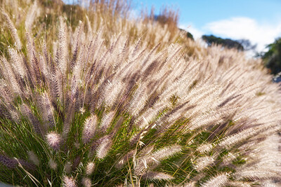 Buy stock photo Closeup of crimson fountain grass in a field on a sunny morning. Lush green buffelgrass and flora growing in harmony on a peaceful, quiet day. Tranquil beauty in nature in a calm and secluded park