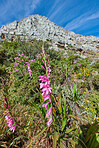 Flowers, plants and trees on mountain side in South Africa