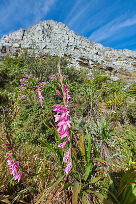 Buy stock photo Gladiolus italicus flowers on a mountainside surrounded by fynbos and green plants at Table mountain national park. Landscape of nature thriving in harmony in the ecosystem on a sunny blue sky day