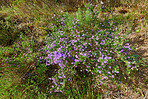 Flowers, plants and trees on mountain side in South Africa