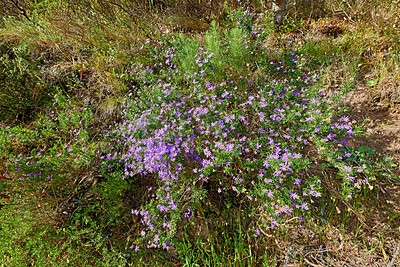 Buy stock photo Closeup of Aromatic American Aster in a field on a sunny morning. Lush green bushes and flora growing in harmony on a peaceful, quiet day. Tranquil beauty in nature on in a calm, relaxing park