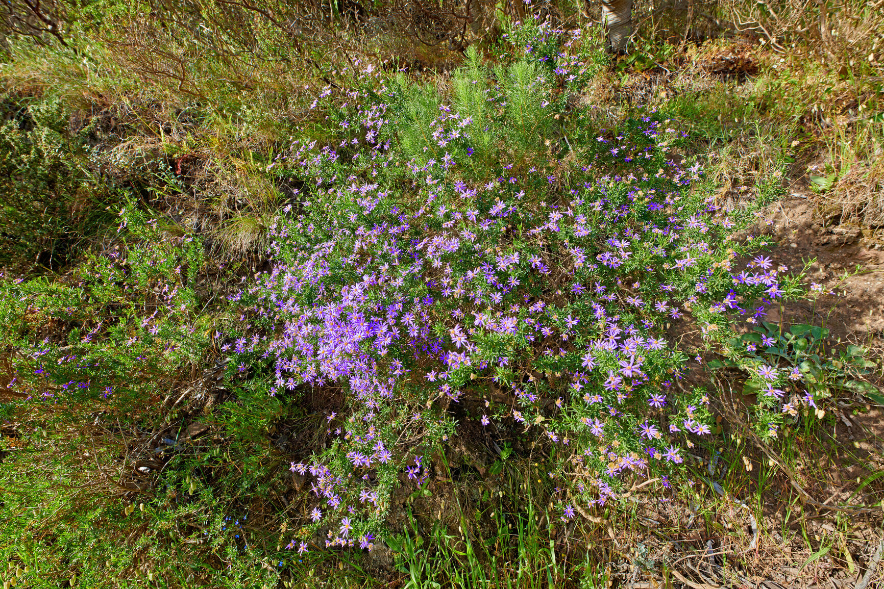 Buy stock photo Closeup of Aromatic American Aster in a field on a sunny morning. Lush green bushes and flora growing in harmony on a peaceful, quiet day. Tranquil beauty in nature on in a calm, relaxing park