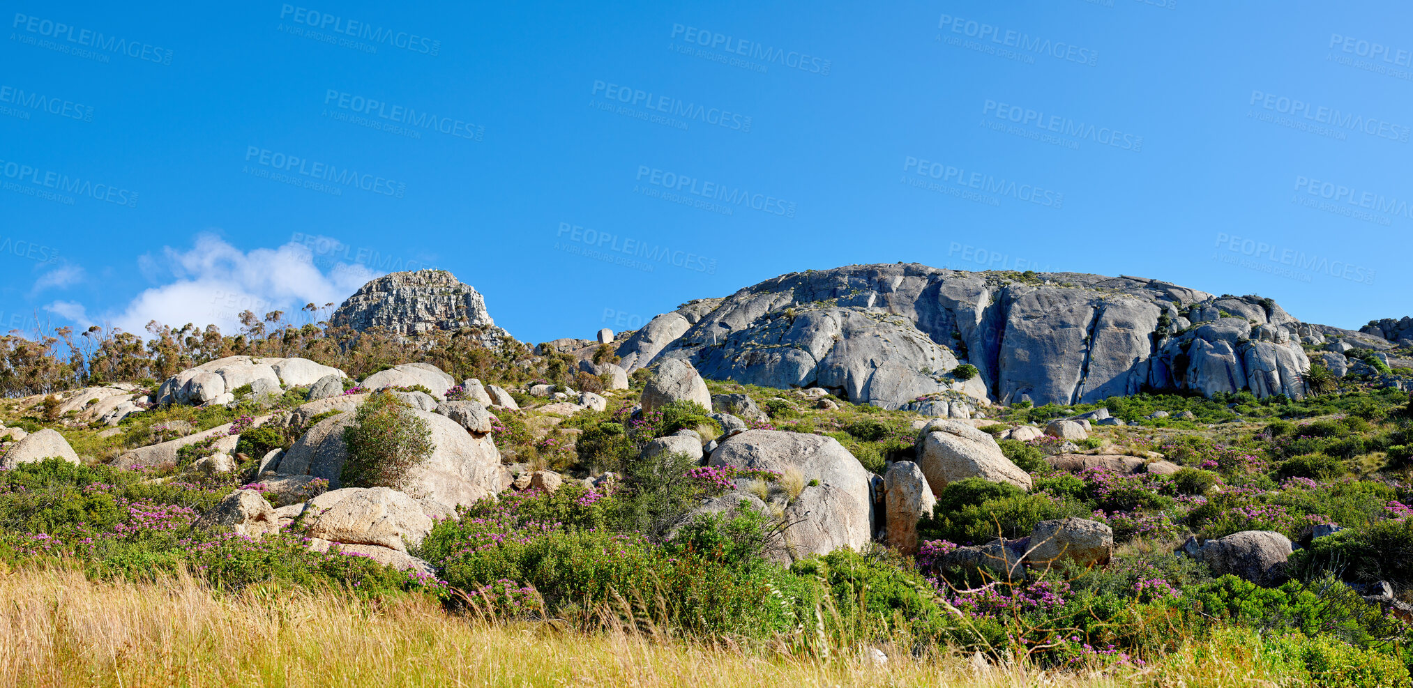 Buy stock photo Purple fynbos growing among rocks and boulders in remote countryside or an environmental nature reserve. Lush green bushes and shrubs blossoming vibrant flora and plants with blue sky and copy space