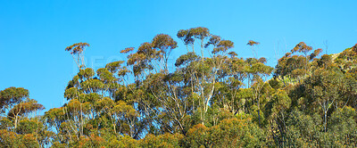 Buy stock photo Green trees and bushes growing in forest against a blue sky with copy space on a sunny morning in South Africa. Tall tree branches and leaves growing in peaceful nature, calm relaxing and outdoor zen