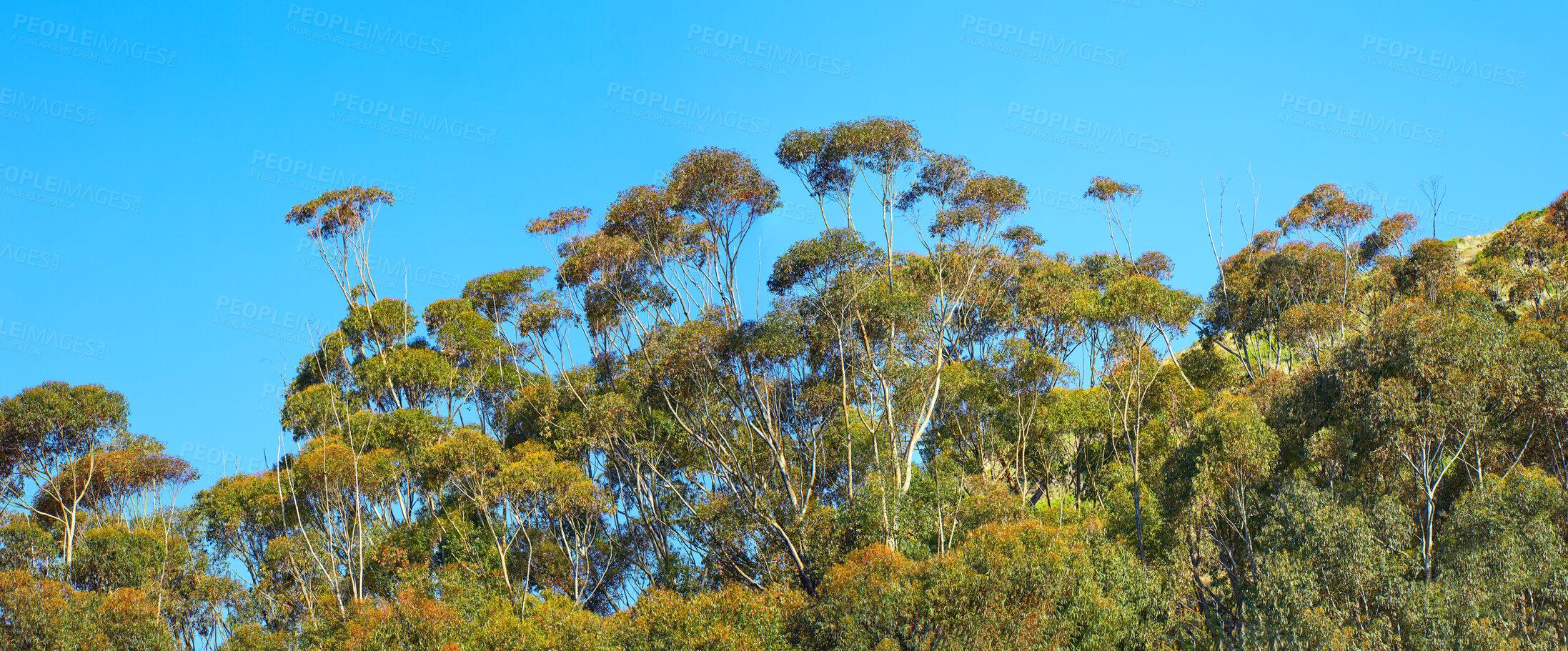 Buy stock photo Green trees and bushes growing in forest against a blue sky with copy space on a sunny morning in South Africa. Tall tree branches and leaves growing in peaceful nature, calm relaxing and outdoor zen