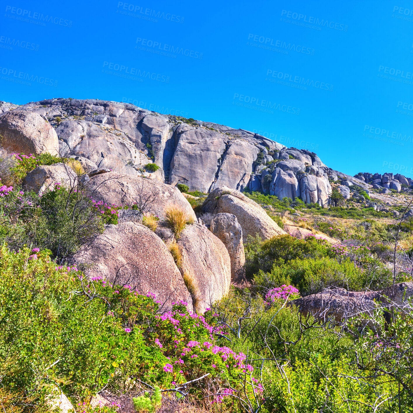 Buy stock photo Big rocks in between bushes and flowers against a blue cloudy sky with copy space. Wild nature landscape of large boulders with plants, grass, and uncultivated shrubs growing on rolling hills