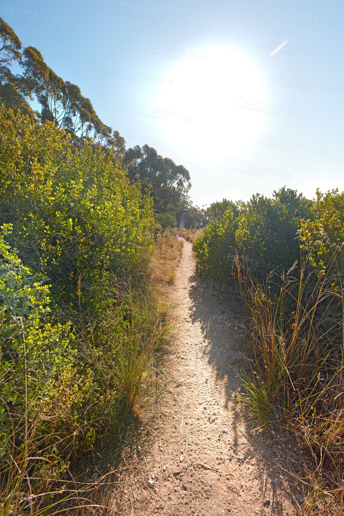 Buy stock photo Narrow pathway in the forest with bushes of colorful greenery for a quiet walk or hike in nature. Scenery of mountain trail surrounded by tall trees, plants and flowers on a sunny day in Cape Town.