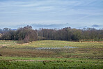 Late winter forest